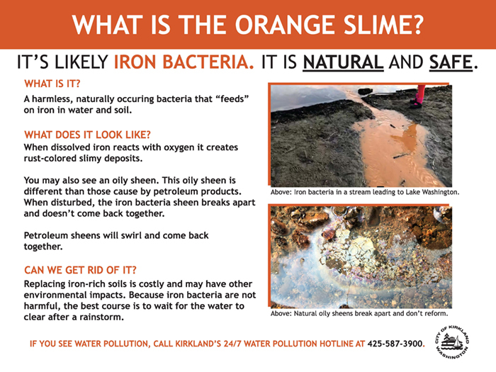 iron bacteria info flyer