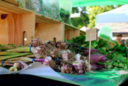 Wednesday Market Root Vegetables