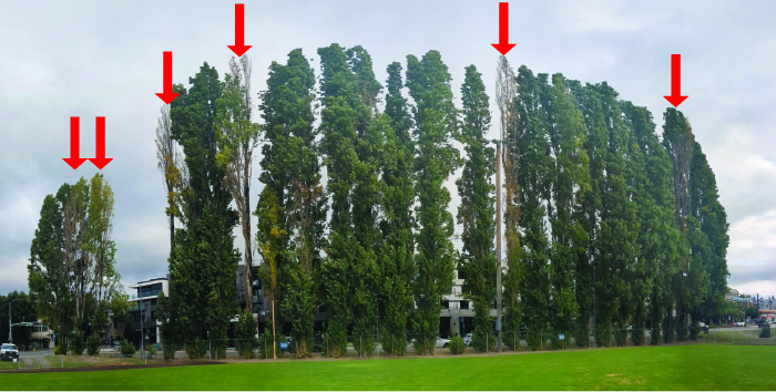 Poplars to be removed