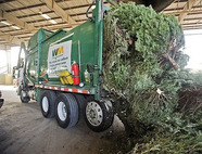 garbage truck unloading christmas trees