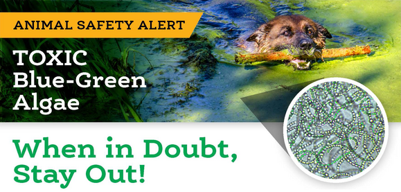 Toxic Algae Info Sign animal safety alert