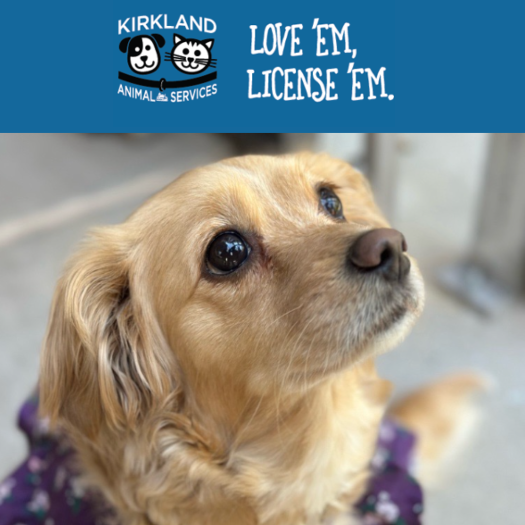 Spring Love em pet license