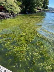 Lake Washington algae