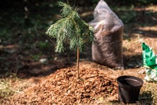 new tree planting