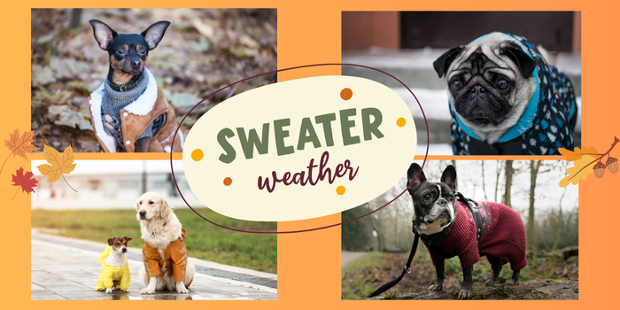 Pet Safety Sweater Weather dogs in sweaters