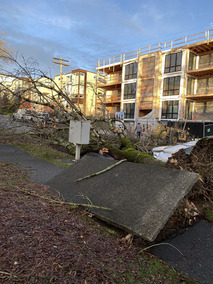 Wind Damage