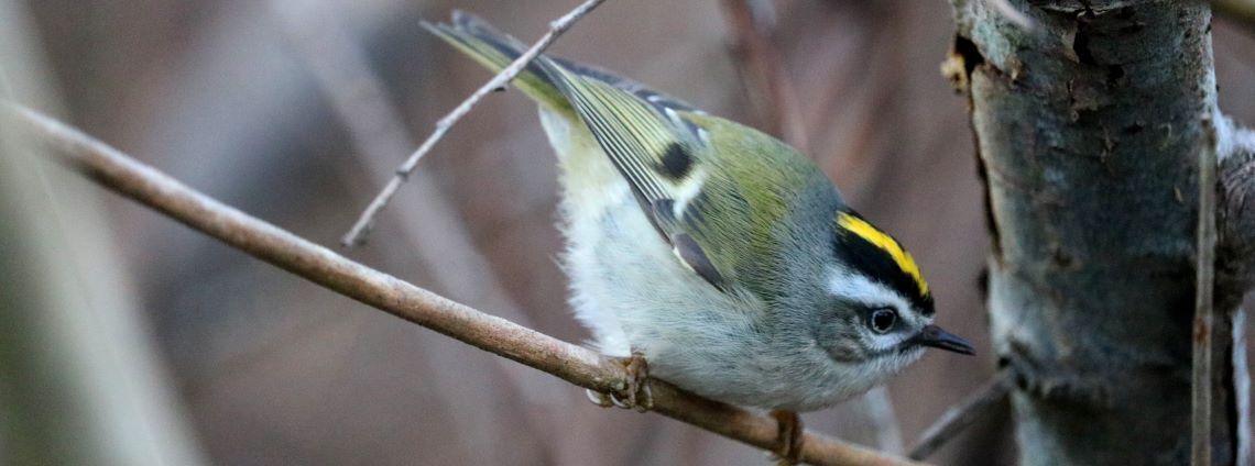 Golden crowned kinglet