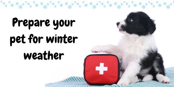 Prepare your pet for winter weather