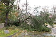 down tree and power line