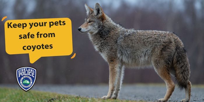 KPD Tips - Keeping your pets safe from coyotes