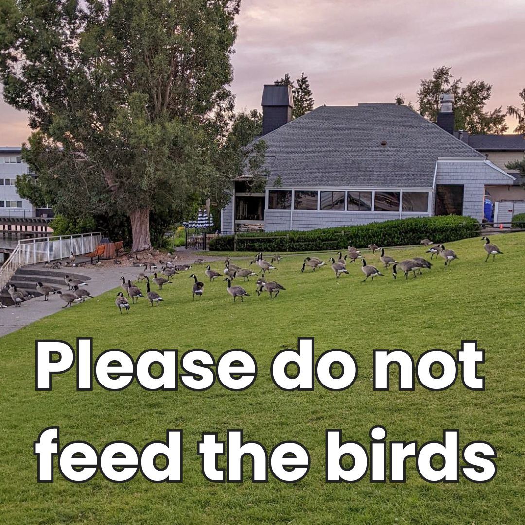 birds at park with please do not feed the birds