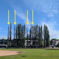 Peter Kirk Tree Removal