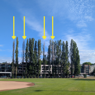 Peter Kirk Tree Removal