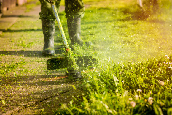 Trimming grass along a sidewalk with a string trimmer.
