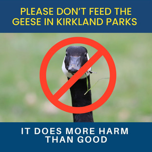 Please don't feed the geese in Kirkland Parks