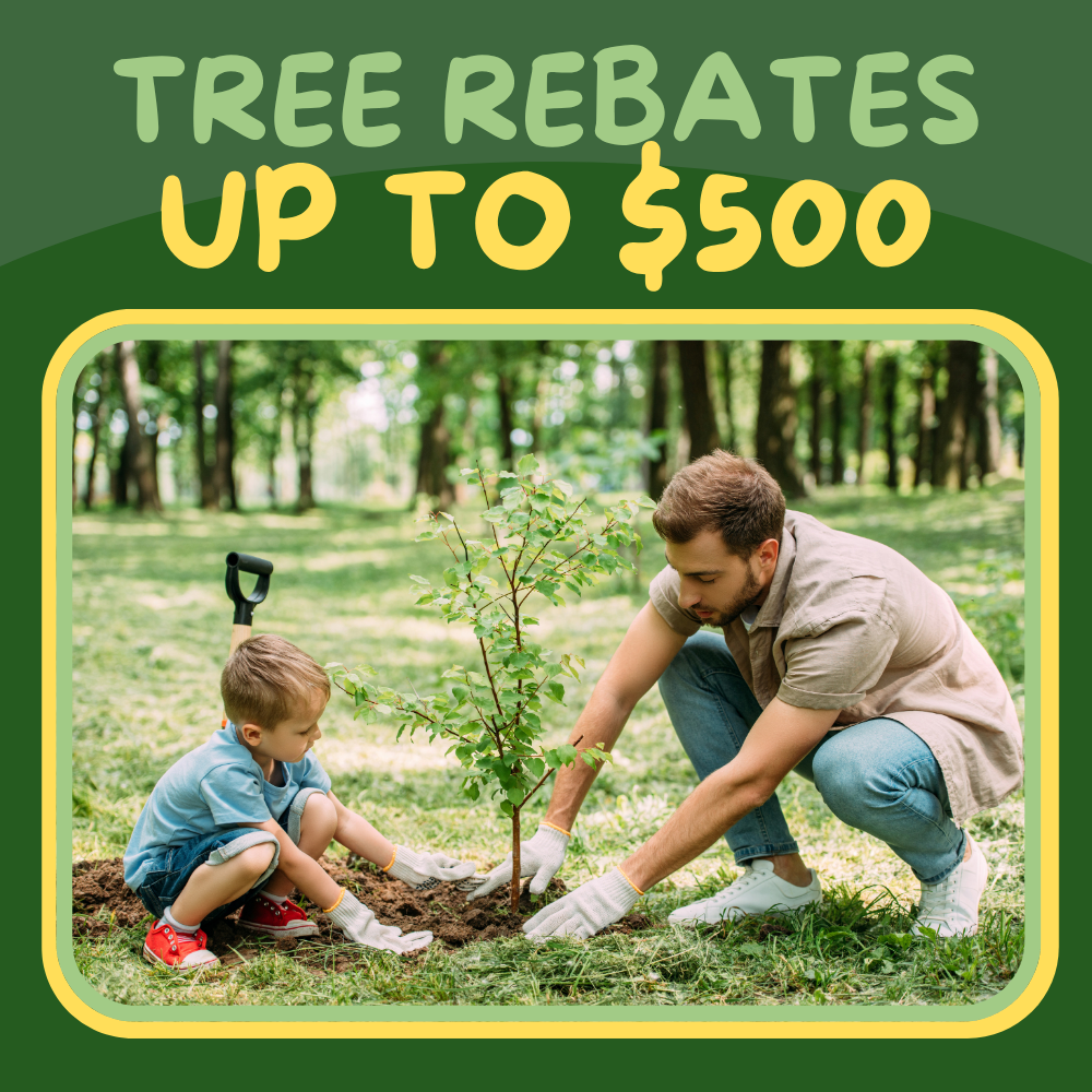 Fall Tree Rebates