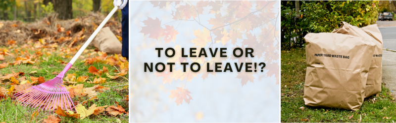 To Leave or Not to Leave - Extra Yard Waste Pickup