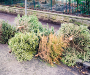 Recycling Christmas Trees