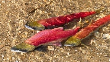Salmon swimming in a stream