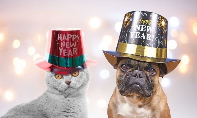 New Years Pet Licenses