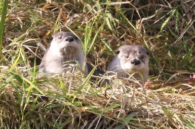 Otters