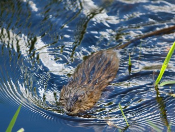 Muskrat photo