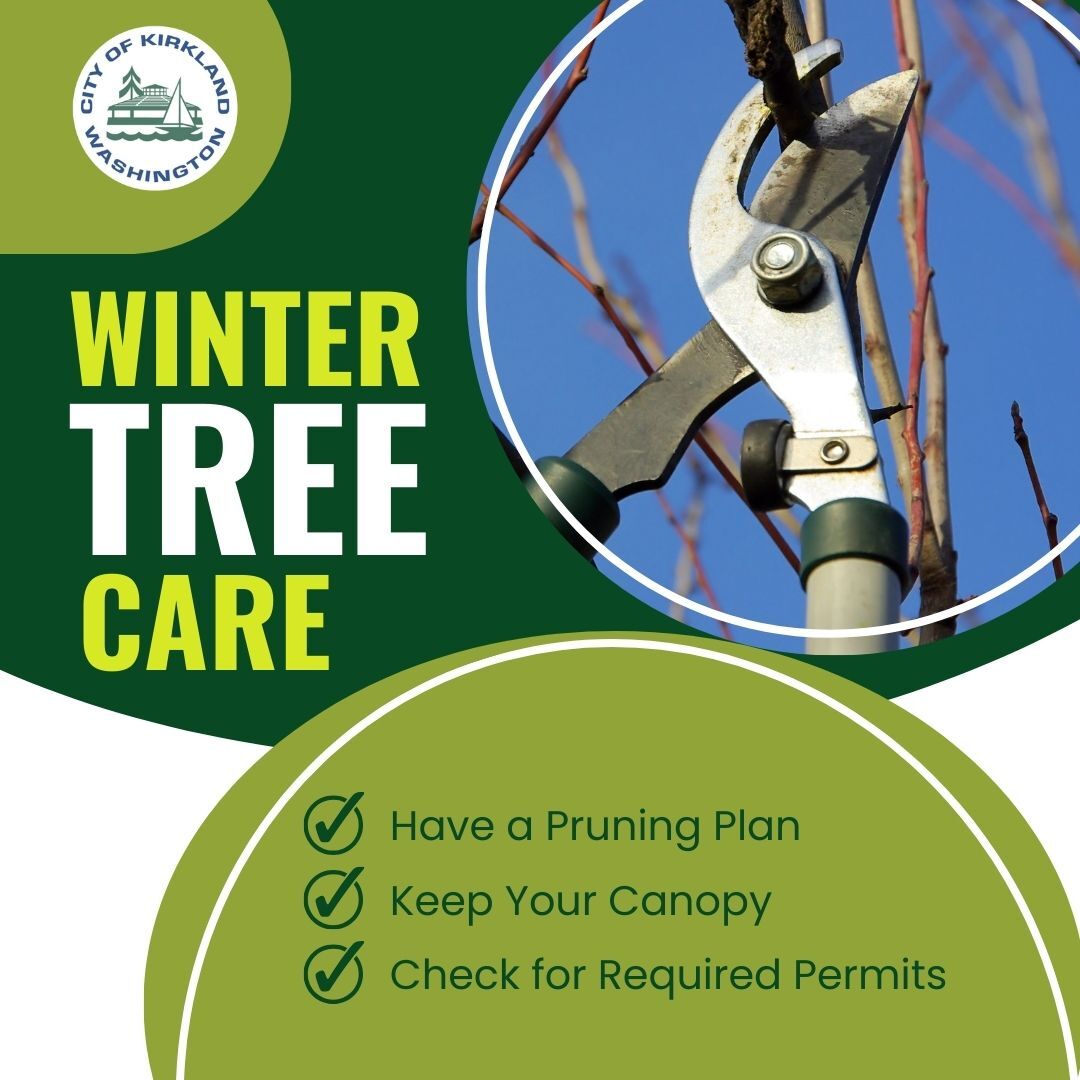 Winter Tree Care
