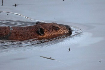 Beaver at Juanita Bay photo by Chuck Guilford