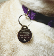 Pet licensing