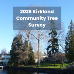 Image showing trees in Marina Park that says, "Kirkland Community Tree Survey"