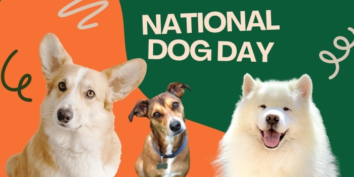 Graphic shows three dogs and says, "National Dog Day"