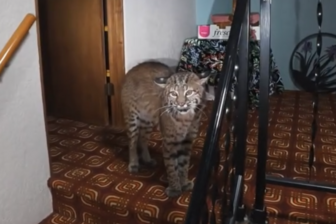 Image shows a bobcat at the top of the stairs in a Kirkland home in August 2026