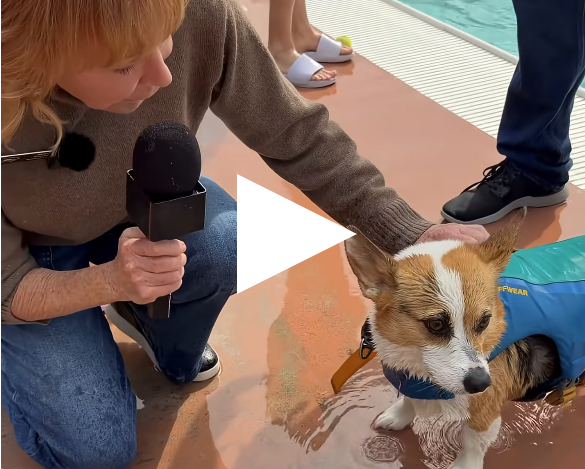Thumbnail image shows a play button over a still of Mayor Curtis interviewing a dog at See Spot Splash 2026