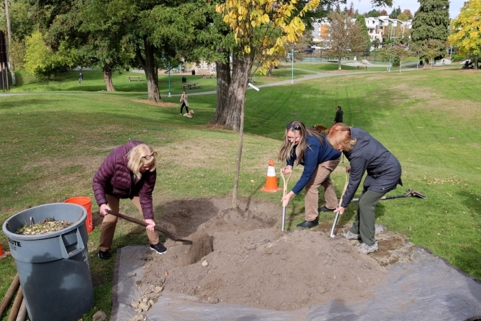 Three people plant trees during Kirkland's Arbor Day celebration