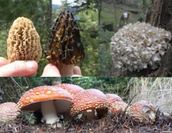 Wild Mushroom Show Kitsap Peninsula Mycological Society