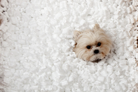 dog in packing peanuts