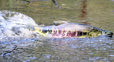 Chum salmon swimming upstream