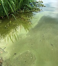 cyanobacteria crop