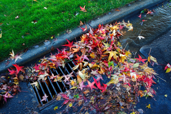 Leaf Storm Drain