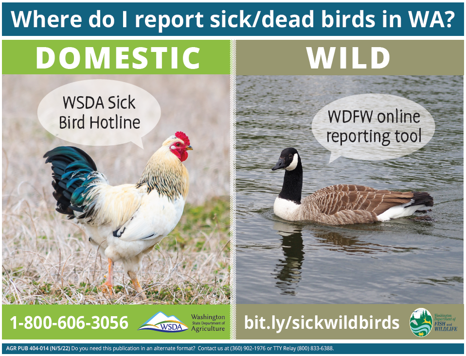 where to report sick birds