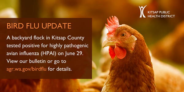 Kitsap County poultry flock tests positive for bird flu