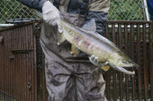 HCSEG Volunteer holding large chum salmon 