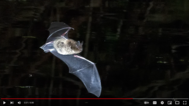 bat video still