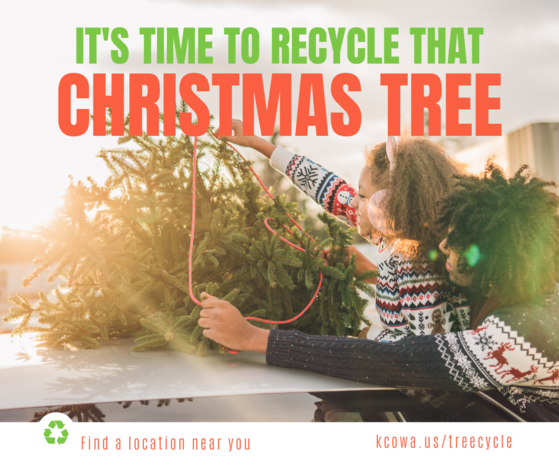 Treecycle Image