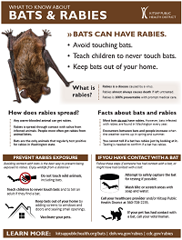 bat fact sheet