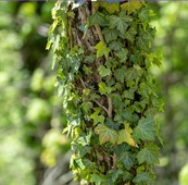 Ivy growing up tree