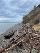 Bluff shoreline with LWD