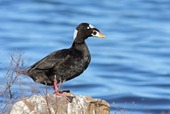 Surf Scoter_Canva_Image