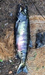 Chum Salmon 