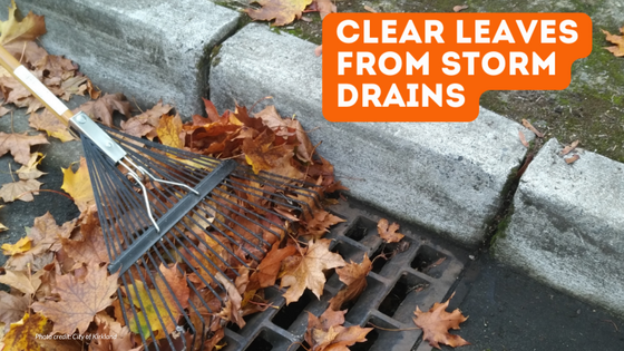 Raking leaves away from a storm drain to help prevent localized flooding